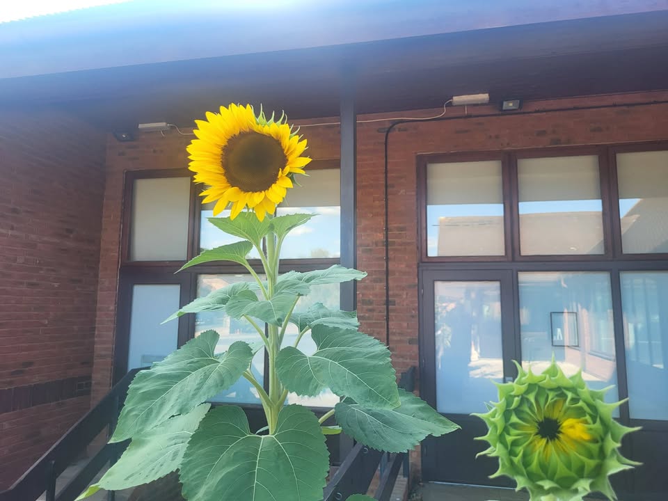 Billingshurst Centre